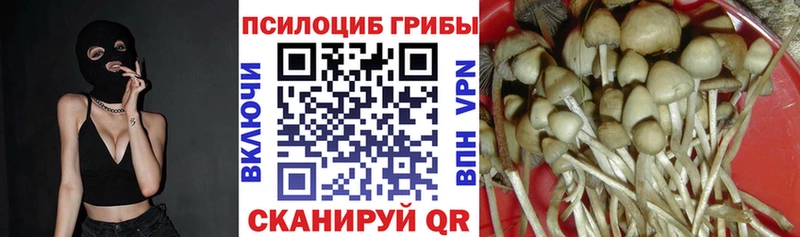 хочу   Пущино  Псилоцибиновые грибы MAGIC MUSHROOMS 